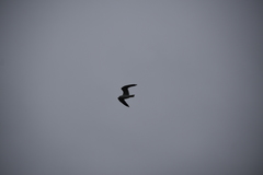 Larus canus