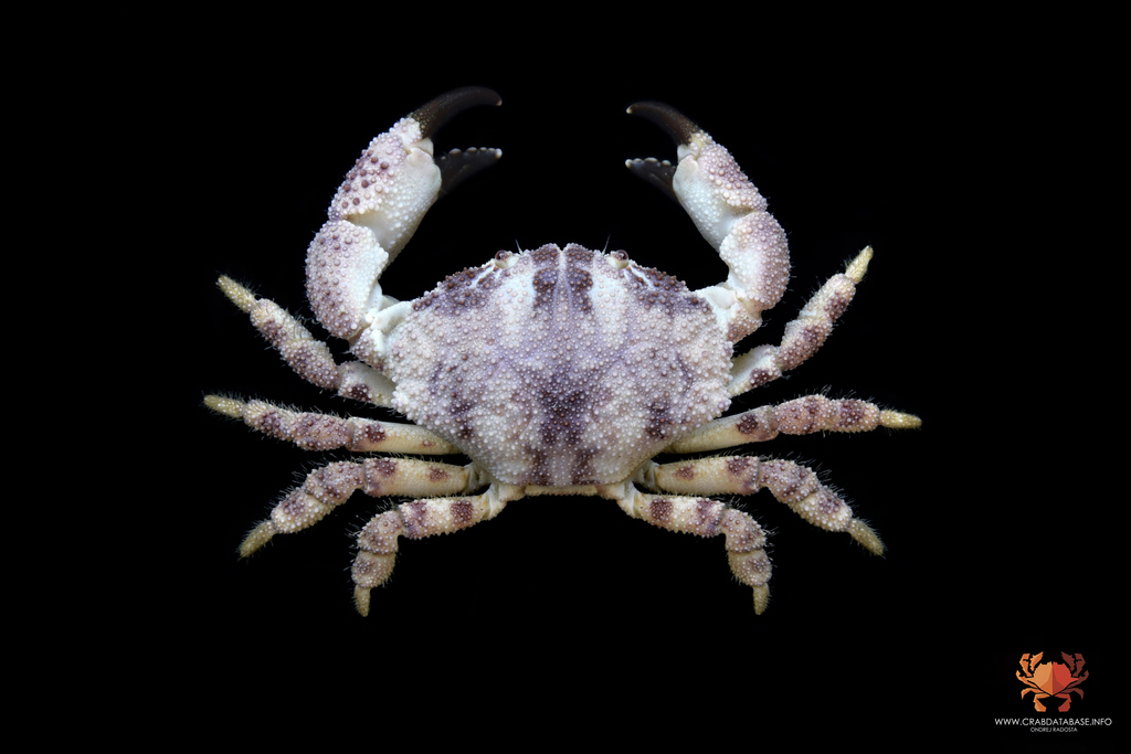 Atergatopsis amoyensis