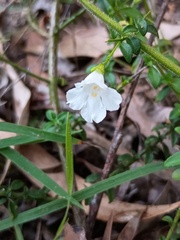 Prostanthera spinosa, photograph (c) grampianshiker, some rights reserved (CC BY)