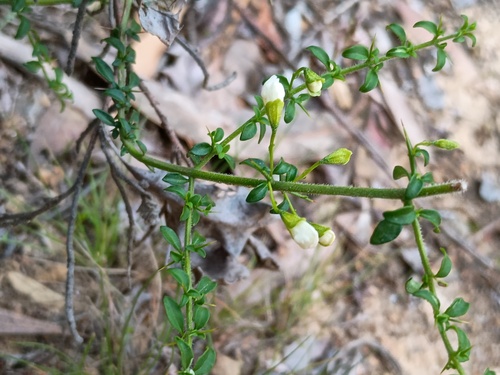 Prostanthera spinosa, photograph 2