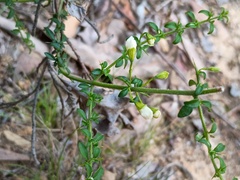 Prostanthera spinosa, photograph (c) grampianshiker, some rights reserved (CC BY)