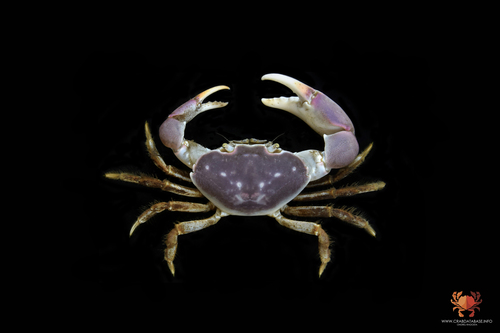 Eurycarcinus orientalis