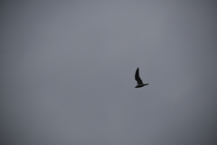 Larus canus