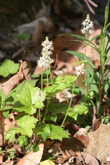 Tiarella austrina