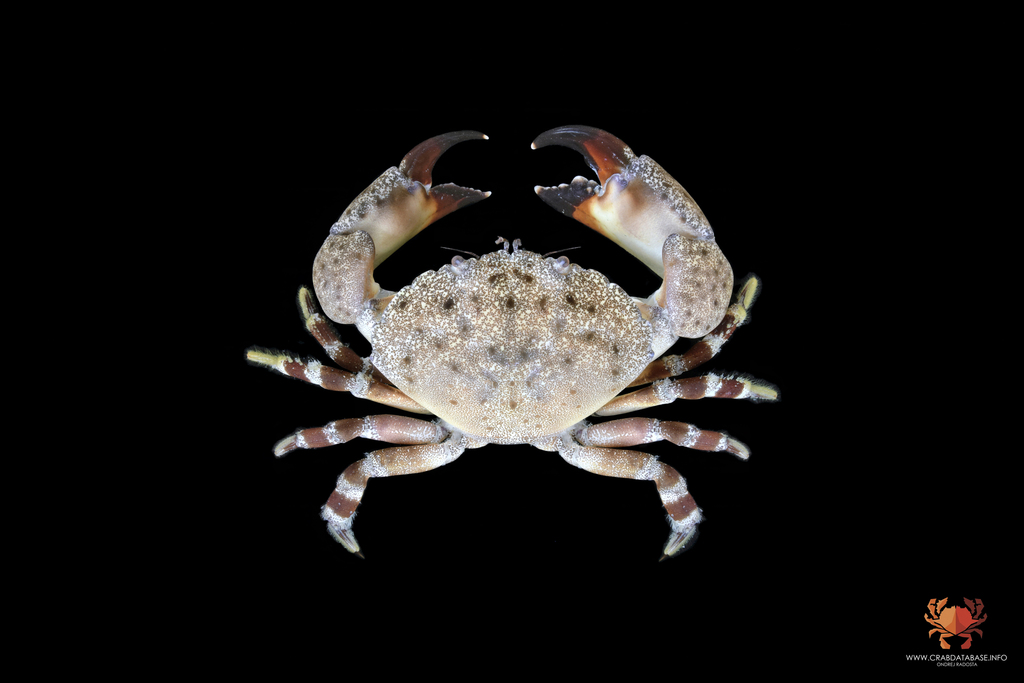 Florida Stone Crab