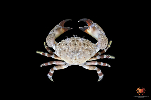 Stone Crab