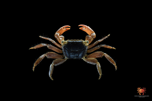 Metopograpsus cannicci