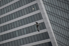 Larus canus