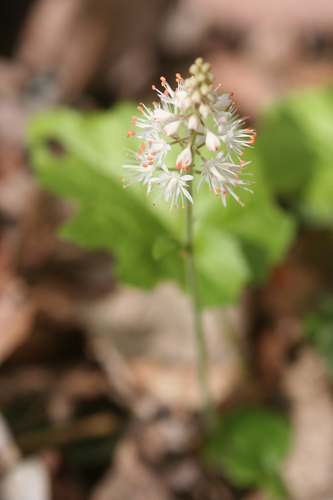 Image of Southern Foamflower (Tiarella austrina) by (c) runcator, some rights reserved (CC BY)