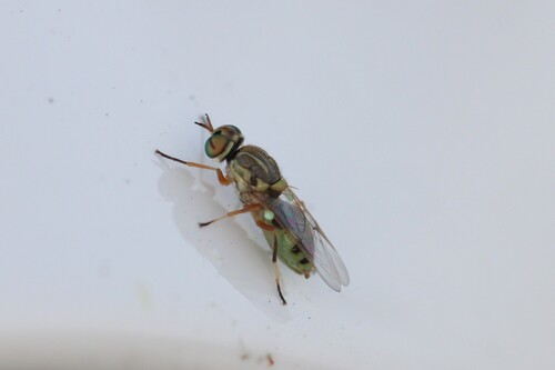 Unknown species found near Chino, CA, USA