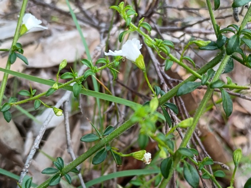 Prostanthera spinosa, photograph 3