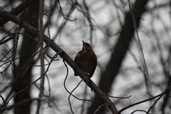 Turdus pilaris