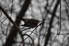 Turdus pilaris