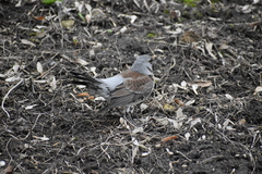 Turdus pilaris