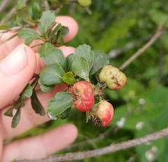 Hesperomeles obtusifolia