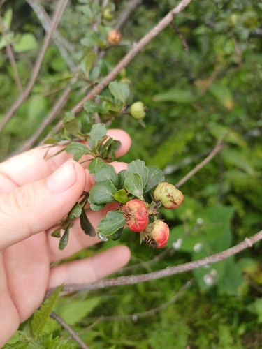 Hesperomeles obtusifolia, photograph 1