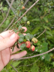 Hesperomeles obtusifolia, photograph (c) Monics Paredes, some rights reserved (CC BY)