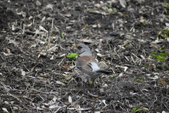 Turdus pilaris