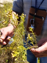 Baccharis boliviensis