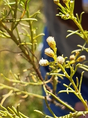 Baccharis boliviensis
