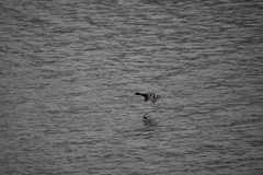 Anas platyrhynchos