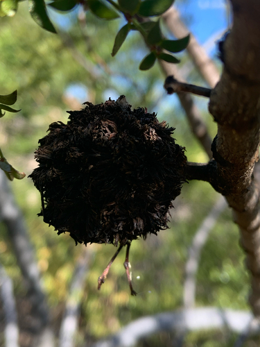 Unknown species found near Phoenix, AZ, US
