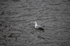 Larus argentatus
