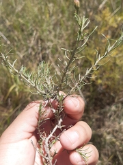 Baccharis darwinii
