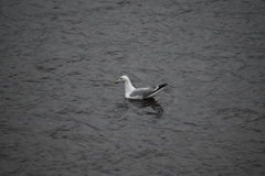 Larus argentatus