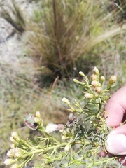Baccharis boliviensis