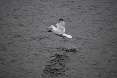 Larus argentatus