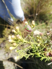 Baccharis boliviensis