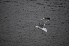 Larus argentatus