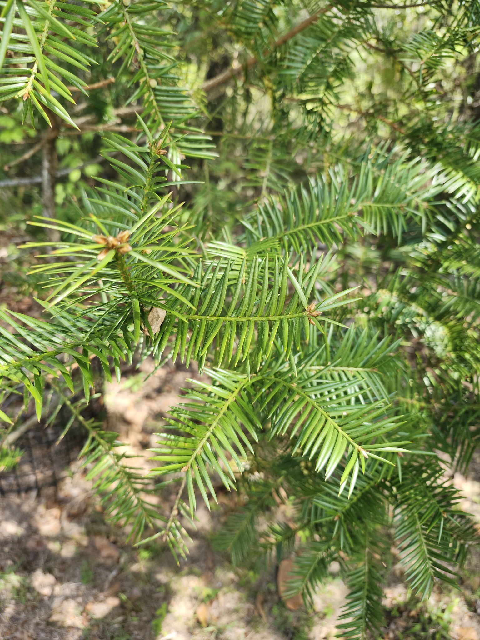 Florida Torreya (Torreya taxifolia)