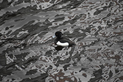 Aythya fuligula