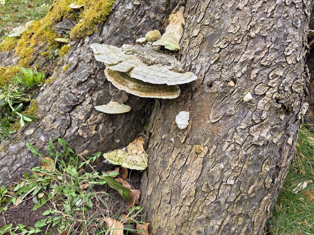 Trametes gibbosa · March 2026 · photo: © stephen6309 (iNaturalist, cc0)