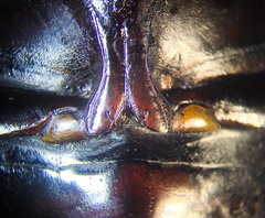 Dytiscus verticalis