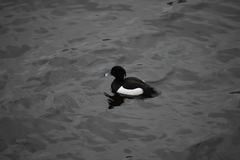 Aythya fuligula
