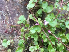 Cymbalaria muralis