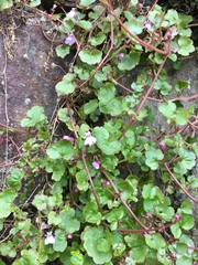 Cymbalaria muralis