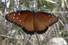Danaus gilippus