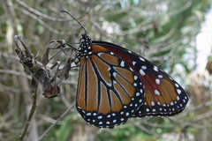 Danaus gilippus