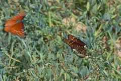 Danaus gilippus