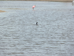 Nannopterum brasilianum