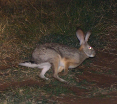 Lepus victoriae
