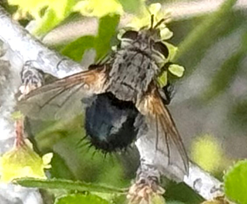 Unknown species found near Blue Wing Rd, San Antonio, TX, US
