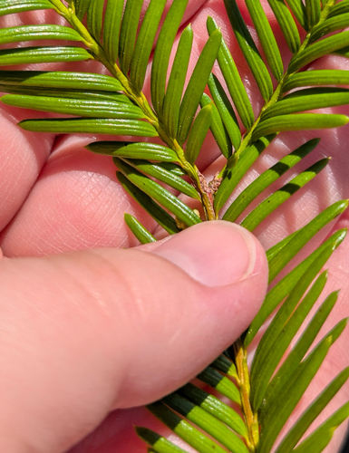 Florida yew (Taxus floridana)