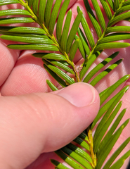 Taxus floridana