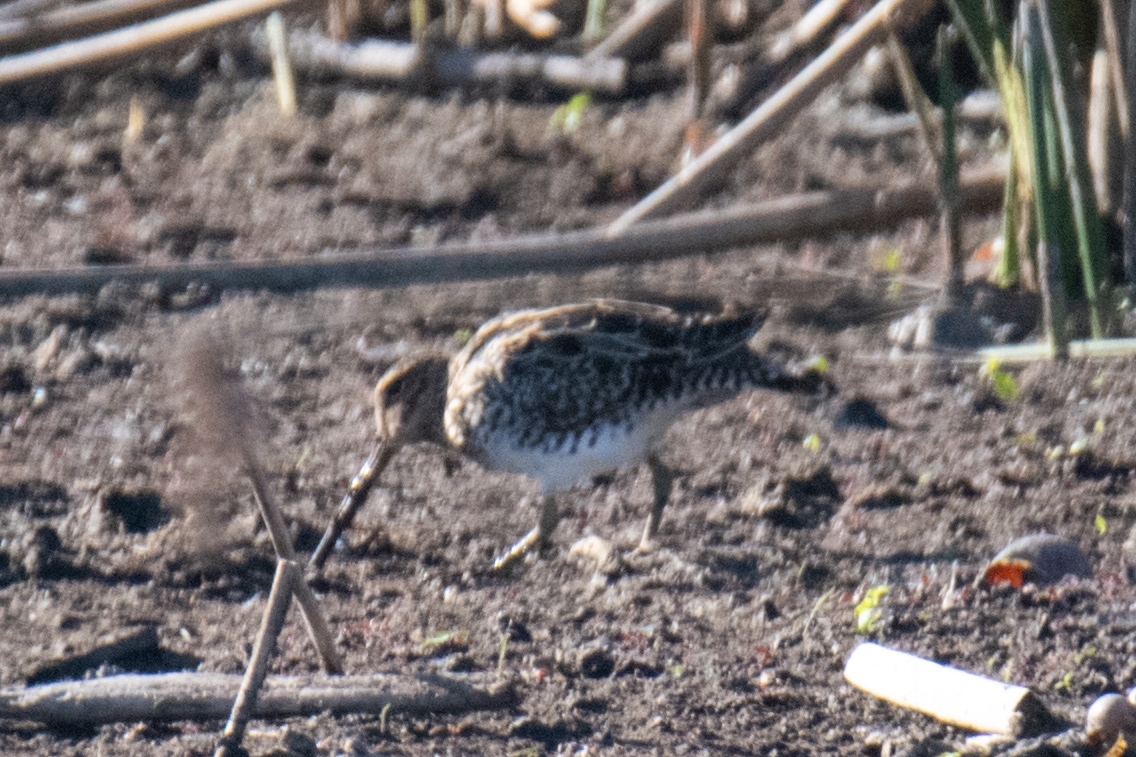 Pantanal Snipe (Gallinago paraguaiae), photo 5
