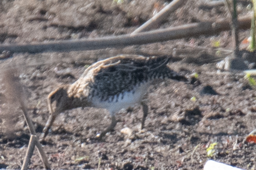 Pantanal Snipe (Gallinago paraguaiae), photo 6